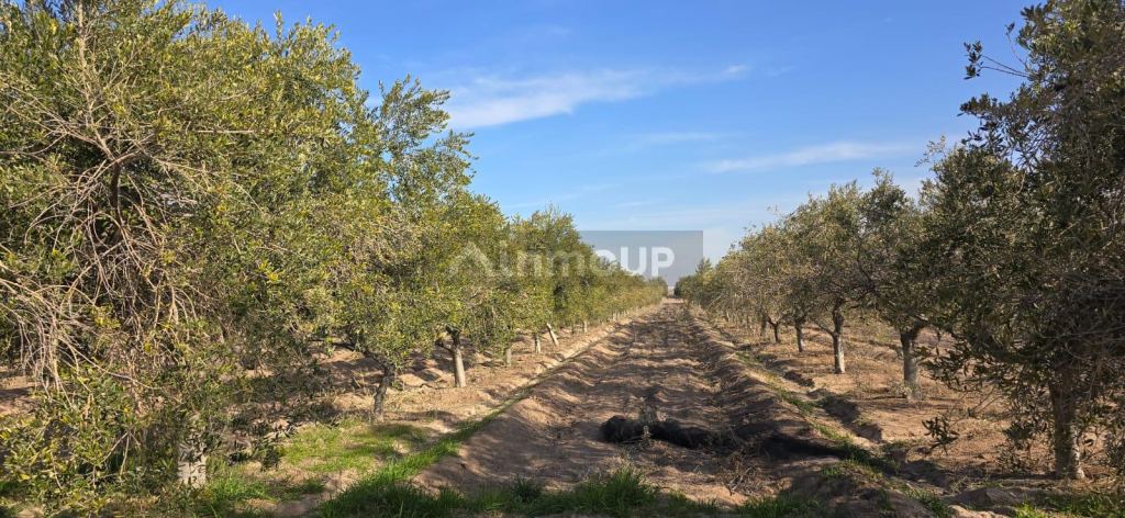 Finca en Venta en Las Heras, Mendoza