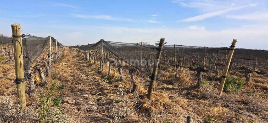 Finca en Venta en Las Heras, Mendoza