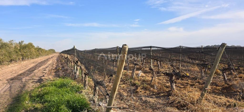 Finca en Venta en Las Heras, Mendoza
