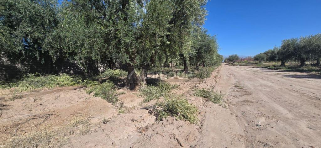 Finca en Venta en Maipu, Mendoza