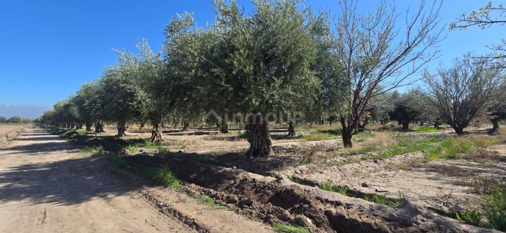 Finca en Venta en Maipu, Mendoza