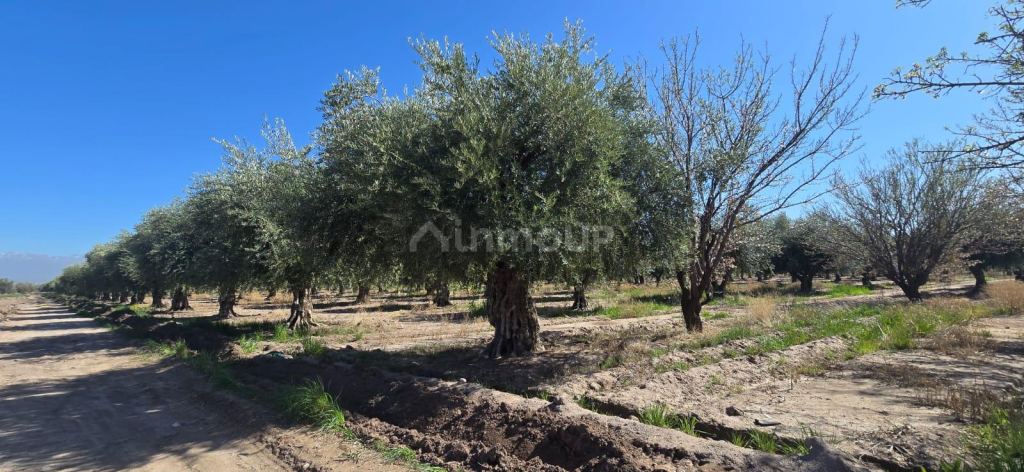 Finca en Venta en Maipu, Mendoza