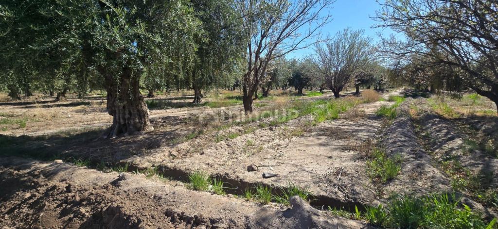 Finca en Venta en Maipu, Mendoza