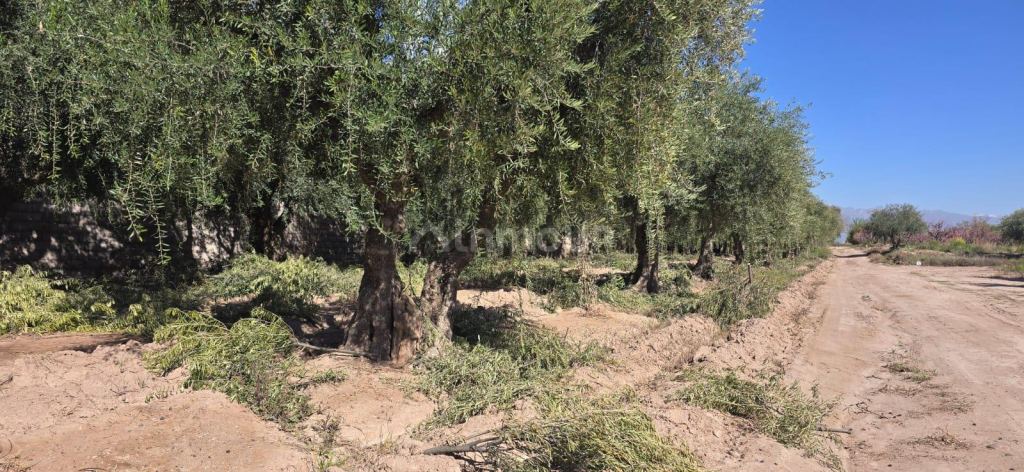 Finca en Venta en Maipu, Mendoza