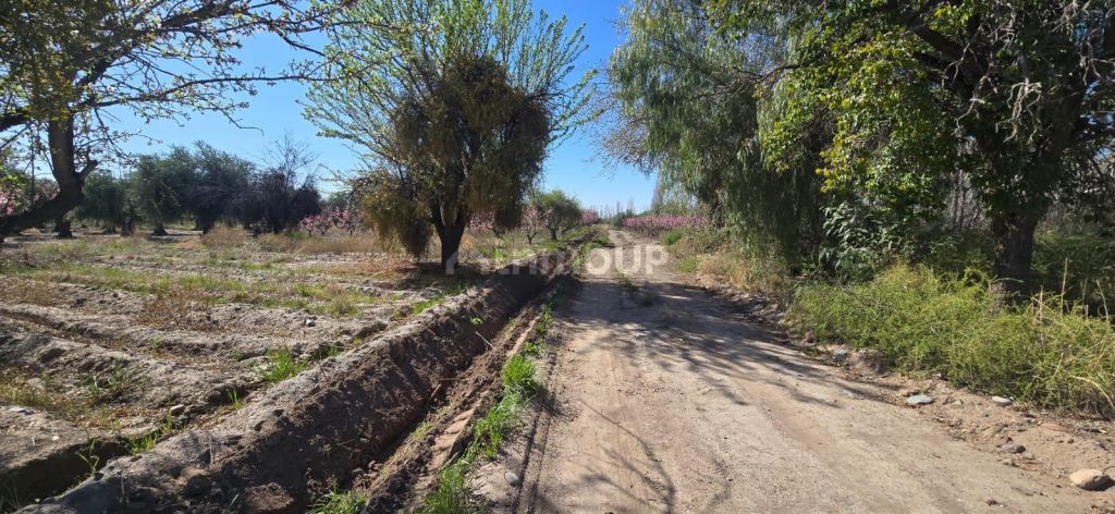 Finca en Venta en Maipu, Mendoza