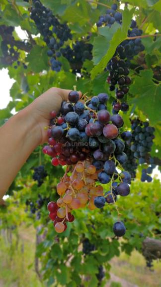 Finca en Venta en San Martin, Mendoza