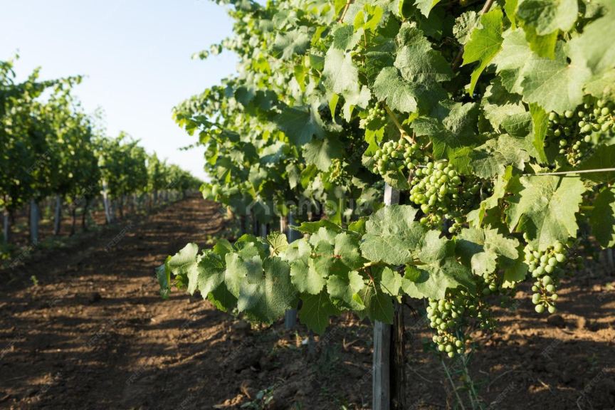 Finca en Venta en San Carlos, Mendoza