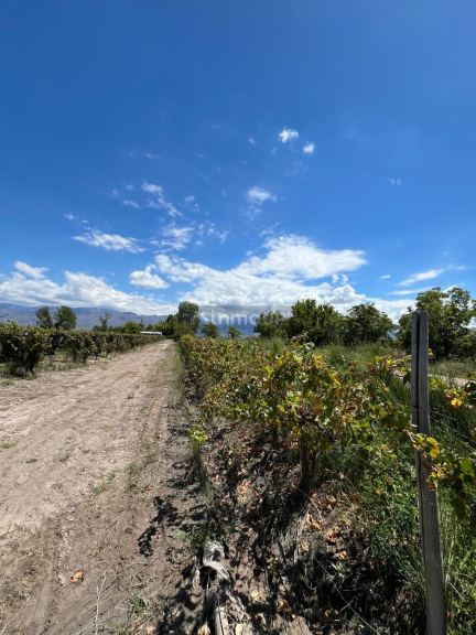 Finca en Venta en San Carlos, Mendoza