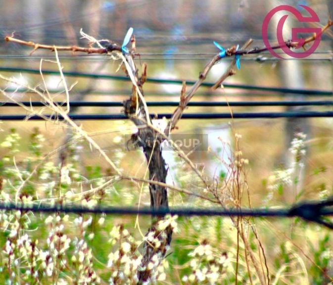 Finca en Venta en Tunuyan, Mendoza