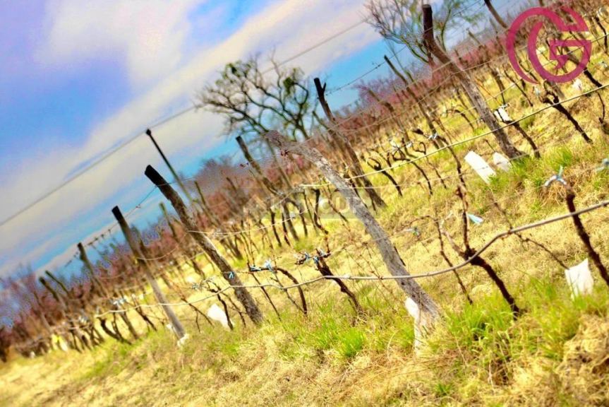 Finca en Venta en Tunuyan, Mendoza
