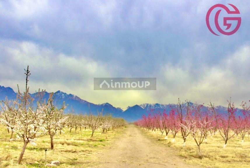 Finca en Venta en Tunuyan, Mendoza