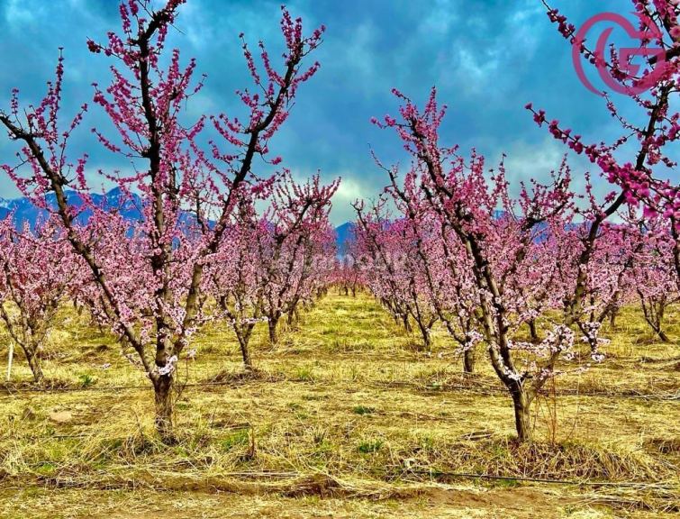 Finca en Venta en Tunuyan, Mendoza