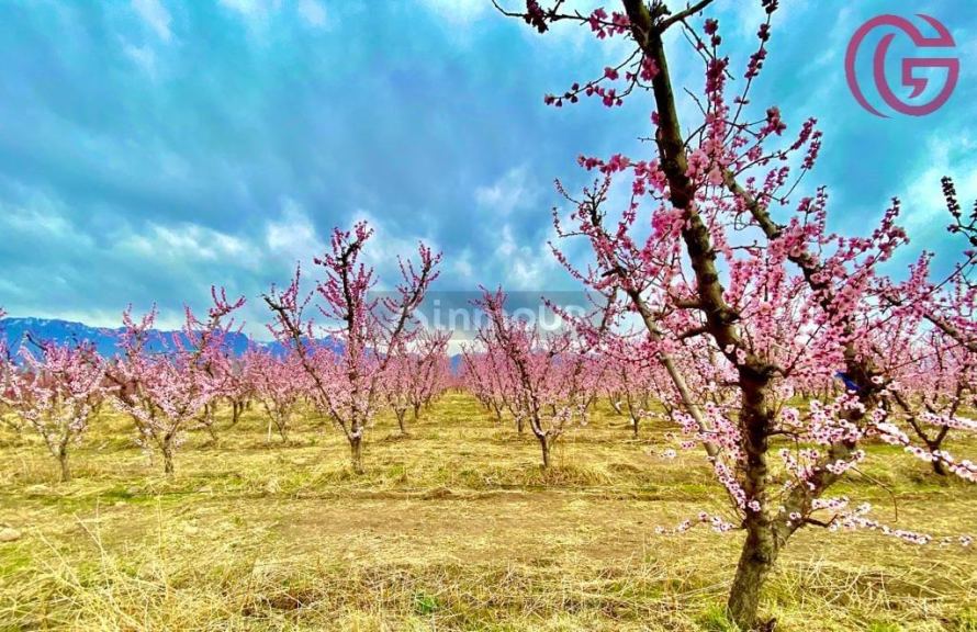 Finca en Venta en Tunuyan, Mendoza