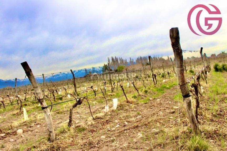 Finca en Venta en Tunuyan, Mendoza