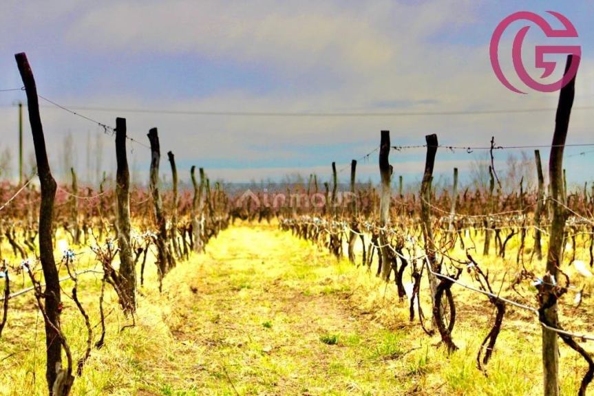 Finca en Venta en Tunuyan, Mendoza