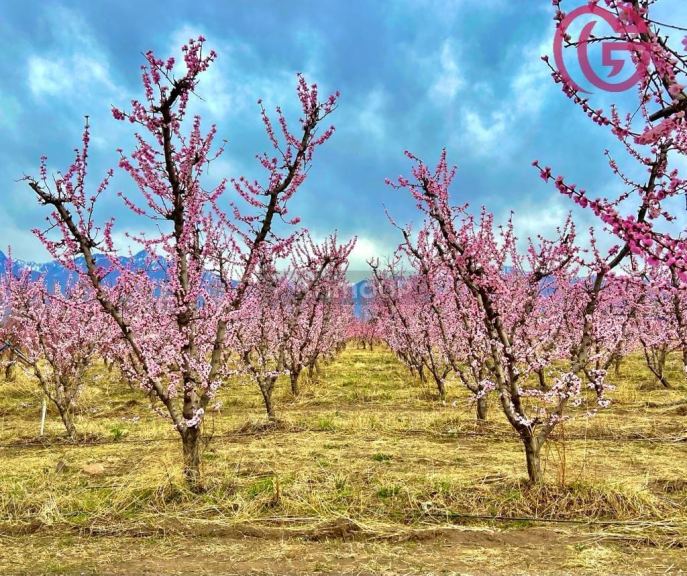 Finca en Venta en Tunuyan, Mendoza