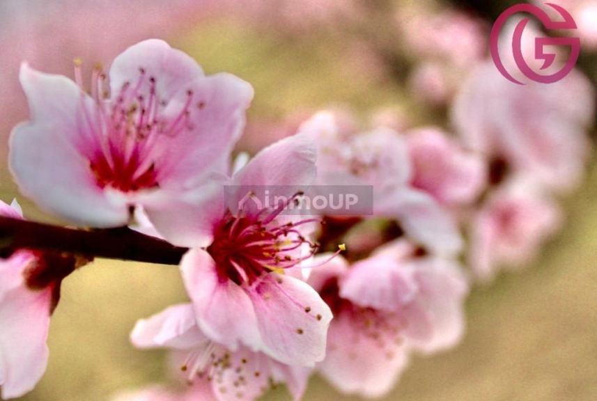 Finca en Venta en Tunuyan, Mendoza