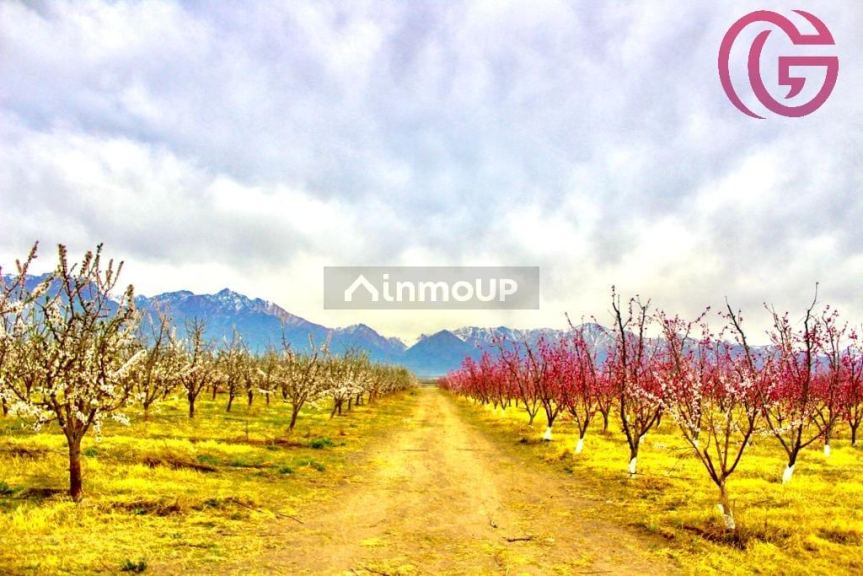 Finca en Venta en Tunuyan, Mendoza