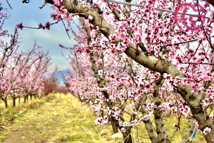Finca en Venta en Tunuyan, Mendoza
