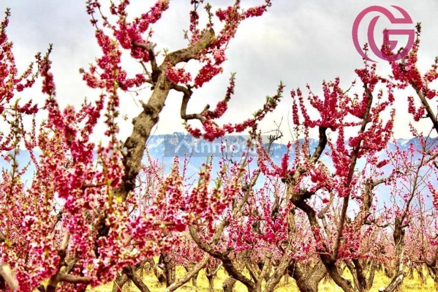 Finca en Venta en Tunuyan, Mendoza