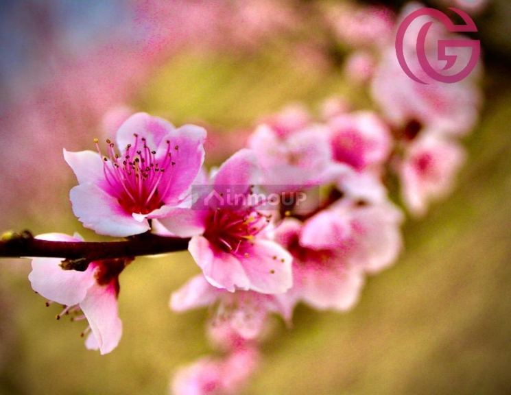 Finca en Venta en Tunuyan, Mendoza