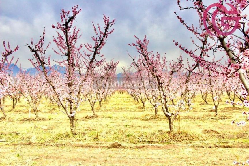 Finca en Venta en Tunuyan, Mendoza