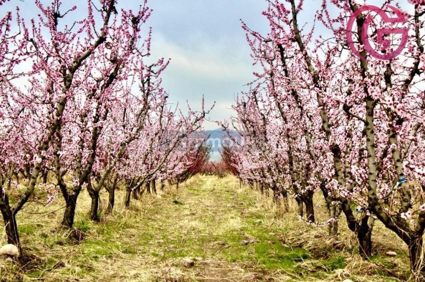 Finca en Venta en Tunuyan, Mendoza