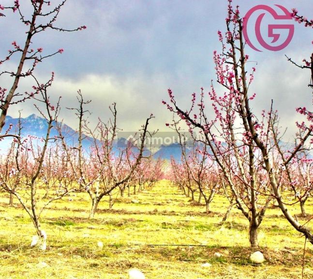 Finca en Venta en Tunuyan, Mendoza