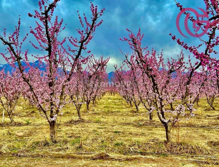 Finca en Venta en Tunuyan, Mendoza