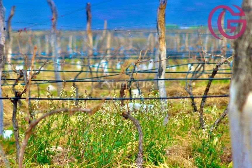 Finca en Venta en Tunuyan, Mendoza