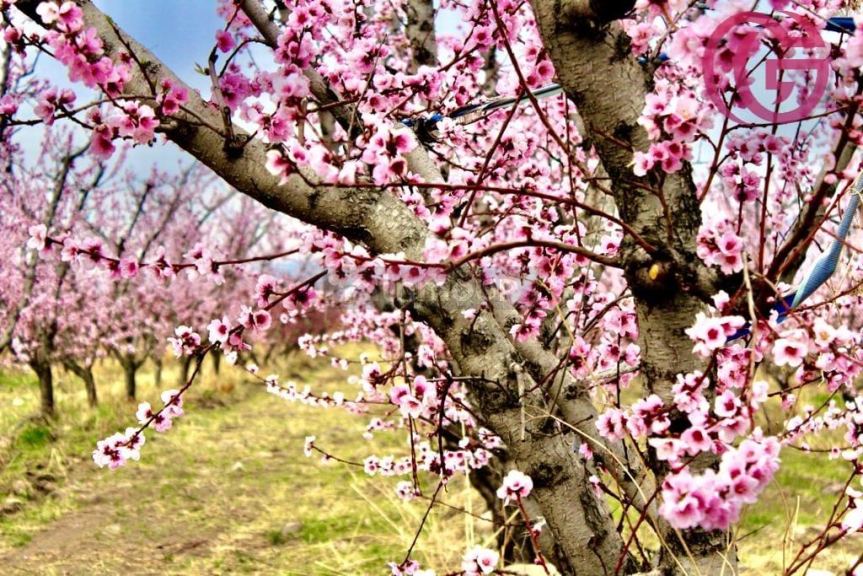 Finca en Venta en Tunuyan, Mendoza