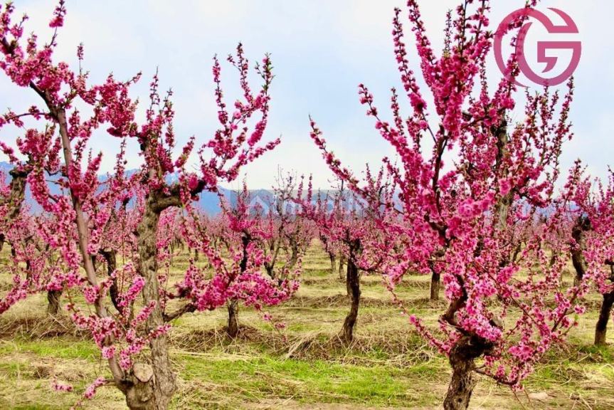 Finca en Venta en Tunuyan, Mendoza