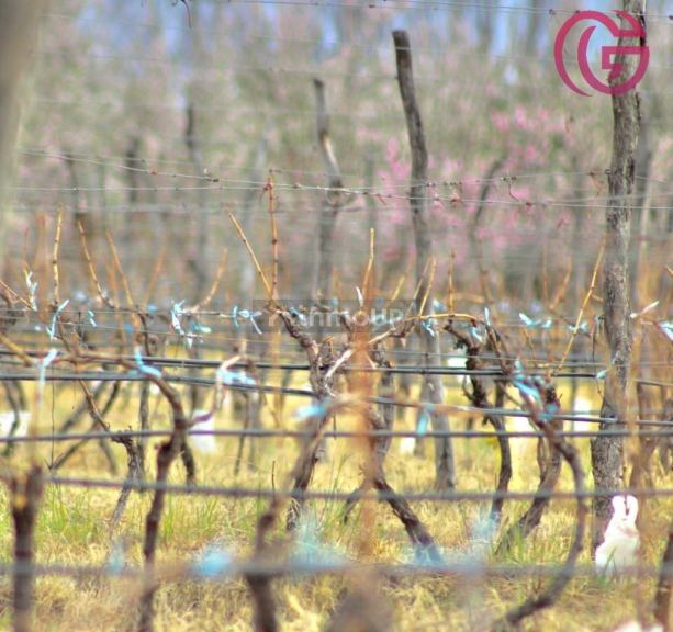 Finca en Venta en Tunuyan, Mendoza