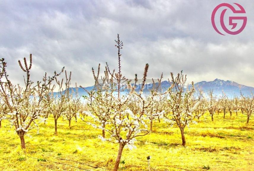 Finca en Venta en Tunuyan, Mendoza