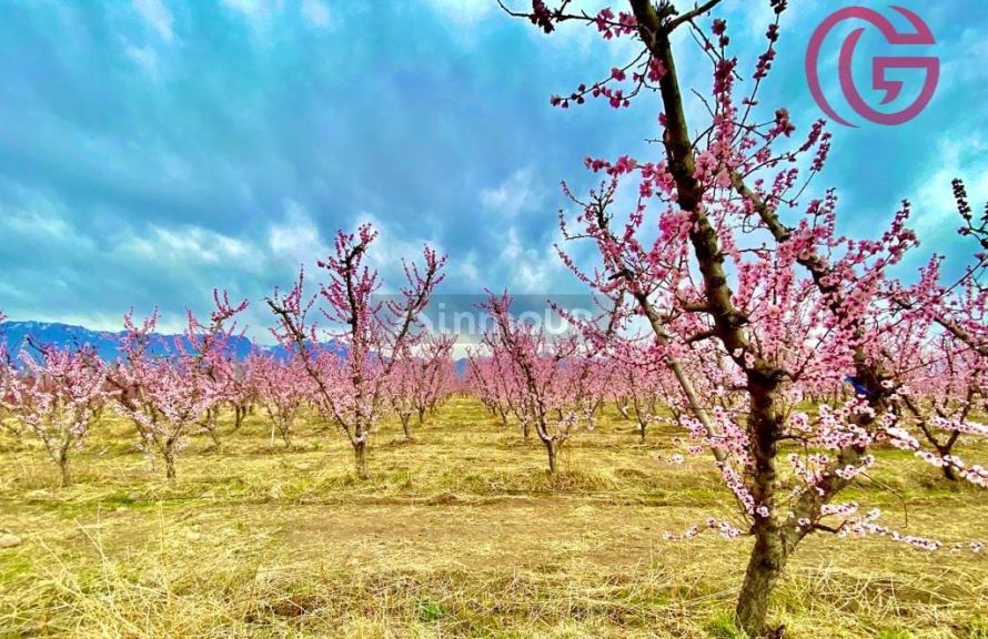 Finca en Venta en Tunuyan, Mendoza