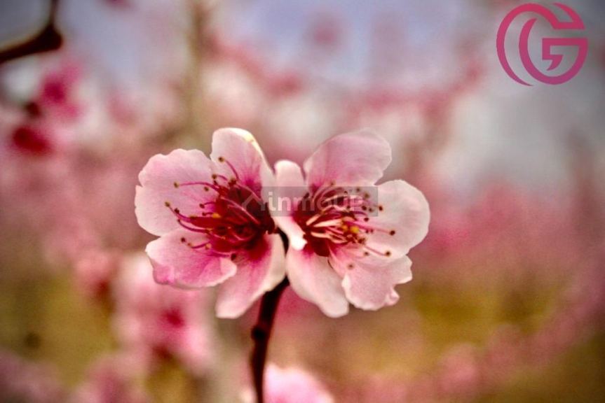 Finca en Venta en Tunuyan, Mendoza