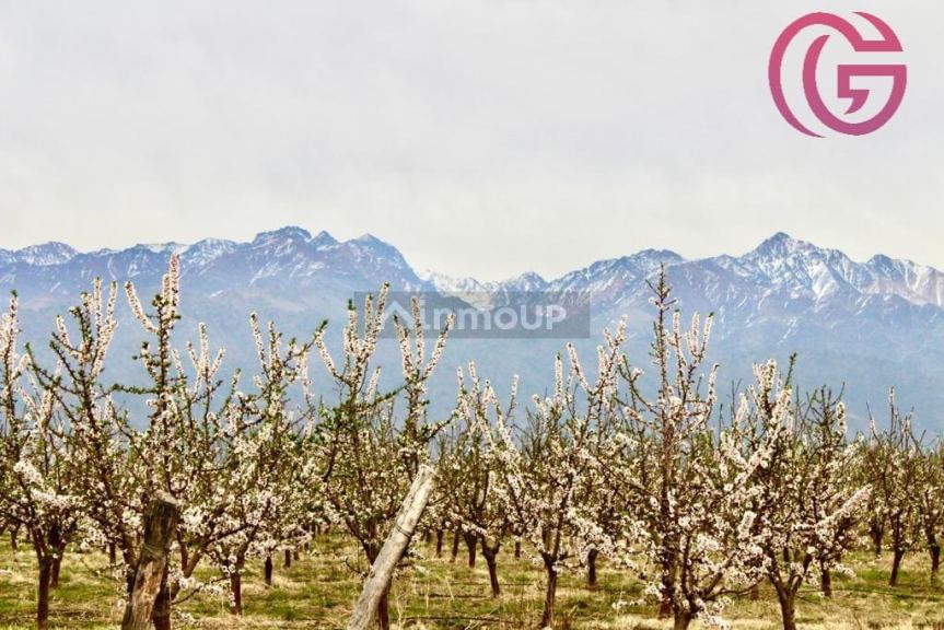 Finca en Venta en Tunuyan, Mendoza