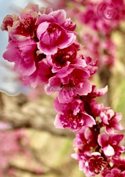 Finca en Venta en Tunuyan, Mendoza