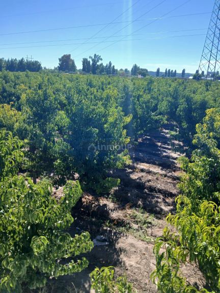 Finca en Venta en Maipu, Mendoza