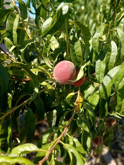 Finca en Venta en Maipu, Mendoza