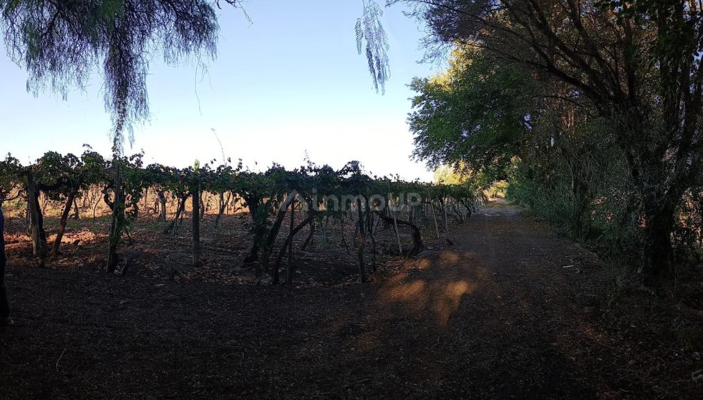 Finca en Venta en Junin, Mendoza