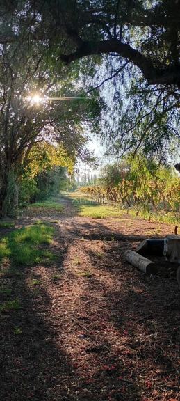 Finca en Venta en Junin, Mendoza