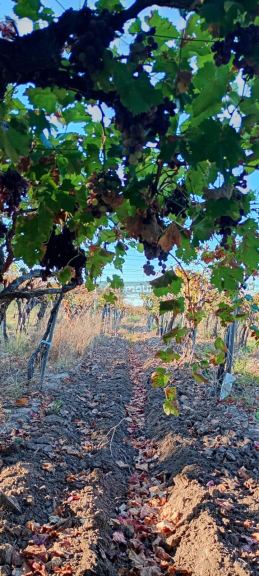 Finca en Venta en Junin, Mendoza
