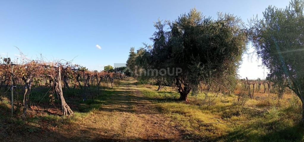 Finca en Venta en Junin, Mendoza