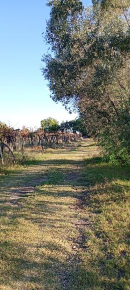 Finca en Venta en Junin, Mendoza