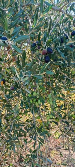Finca en Venta en Junin, Mendoza