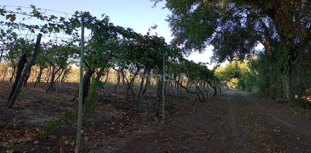 Finca en Venta en Junin, Mendoza