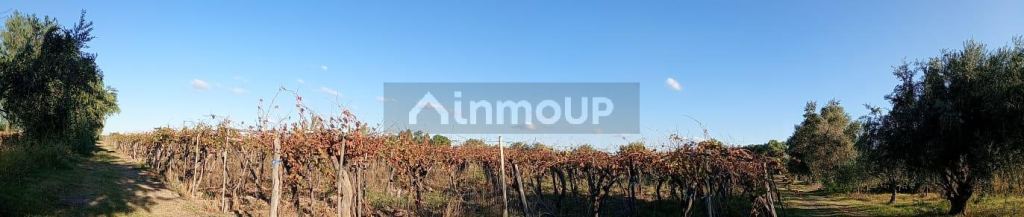 Finca en Venta en Junin, Mendoza