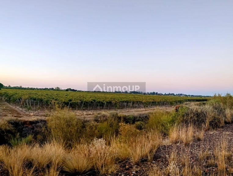 Finca en Venta en Junin, Mendoza