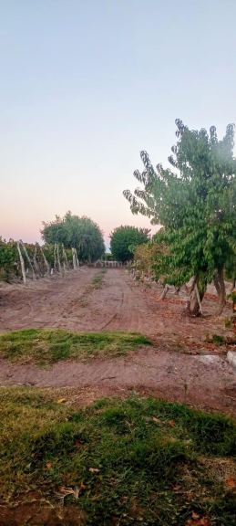 Finca en Venta en Junin, Mendoza